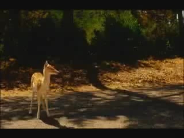 Photo of set David Lynch's PS2 Commercial - Bambi.