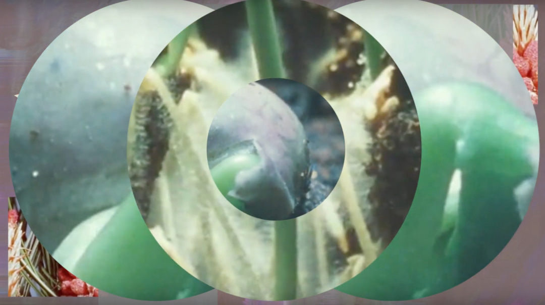 Photo of set Green-House: 'Peperomia Seedling'.