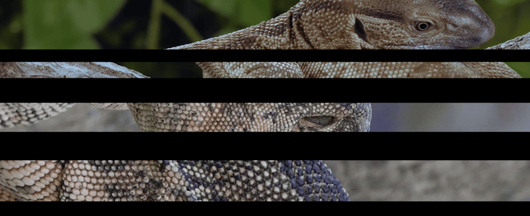 Photo of set Lucy : Angry normals.