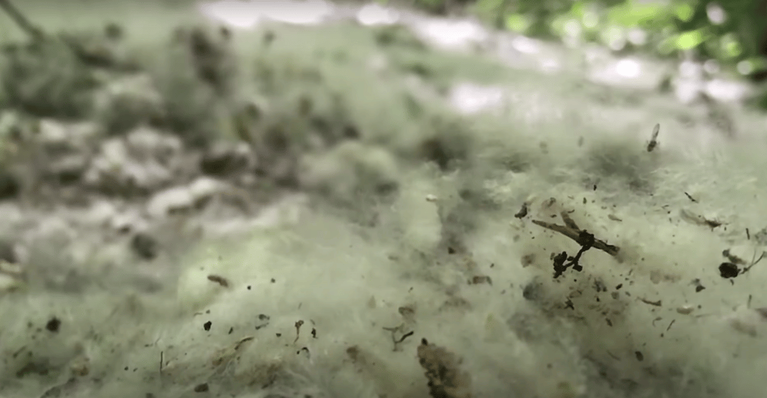 Photo of set Alexander Kasstan: ‘Spring Frost’.